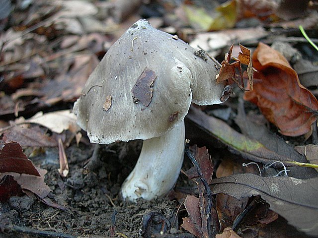 Hygrocybe  fornicata  (Fr.)   Singer